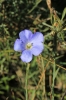 Linum narbonense Linum narbonense
