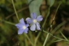 Linum narbonense L. subsp narbonense Linum narbonense L. subsp narbonense