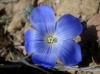 Linum narbonense L. subsp narbonense Linum narbonense L. subsp narbonense