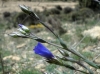 Linum narbonense L. subsp narbonense Linum narbonense L. subsp narbonense