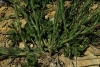Linum narbonense L. subsp narbonense Linum narbonense L. subsp narbonense