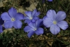 Linum narbonense L. subsp. narbonense Linum narbonense L. subsp. narbonense
