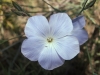 Linum narbonense L. subsp narbonense Linum narbonense L. subsp narbonense