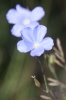 Linum narbonense L. subsp narbonense Linum narbonense L. subsp narbonense