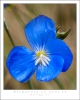 Linum narbonense L. subsp narbonense Linum narbonense L. subsp narbonense