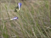 Linum narbonense L. subsp narbonense Linum narbonense L. subsp narbonense