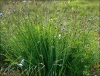 Linum narbonense L. subsp narbonense Linum narbonense L. subsp narbonense