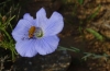 Linum narbonense L. subsp. narbonense Linum narbonense L. subsp. narbonense