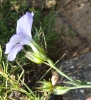 Linum narbonense L. subsp. narbonense Linum narbonense L. subsp. narbonense