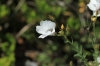 Linum sp. 1d2 Linum sp. 1d2