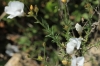 Linum sp. 2d2 Linum sp. 2d2