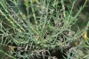 Linum sp. 2d2 Linum sp. 2d2