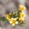Linum strictrum L. subsp. strictum
