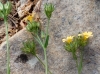 Linum strictum ? 1/3