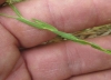 Linum strictum ? 2 de 4
