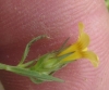 Linum strictum ? 3 de 4