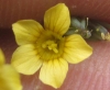 Linum strictum ? 4 de 4