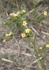 Linum strictum L. subsp strictum