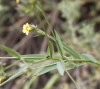 Linum strictum L. subsp strictum