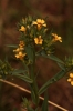 Linum strictum L. subsp strictum