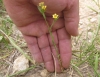 Linum strictum L. subsp. strictum
