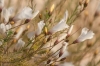 Linum suffruticosum ? Linum suffruticosum ?