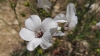 Linum suffruticosum L. subsp. differens (Pau) Rivas Goday & Rivas Mart.