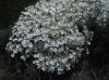 Linum suffruticosum L. subsp. differens (Pau) Rivas Goday & Rivas Mart.