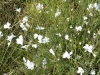 Linum suffruticosum 2/3 Linum suffruticosum 2/3
