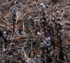 Monotropa hypopitys L.
