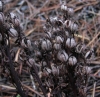 Monotropa hypopitys L.