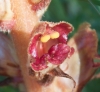 Orobanche 2