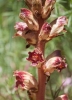 Orobanche