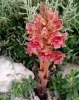 Orobanche gracilis ?