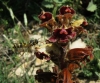 Orobanche gracilis (a confirmar)