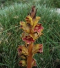 Orobanche gracilis 1/2 (a confirmar)