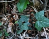Orobanche hederae 2/2 (a confirmar)