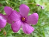 Oxalis articulata Savigny