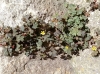 Oxalis corniculata L.