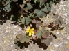 Oxalis corniculata L.