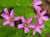 Oxalis debilis Kunth