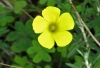 Oxalis pes-caprae L.