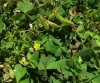 Oxalis corniculata L.