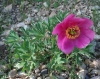Paeonia officinalis ? 1/2