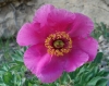 Paeonia officinalis ? 2/2