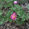 Paeonia officinalis ?