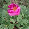 Paeonia officinalis ?