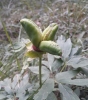 Paeonia officinalis ?