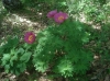 Paeonia officinalis L. subsp. microcarpa (Boiss. & Reut.) Nyman