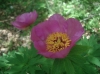Paeonia officinalis L. subsp. microcarpa (Boiss. & Reut.) Nyman
